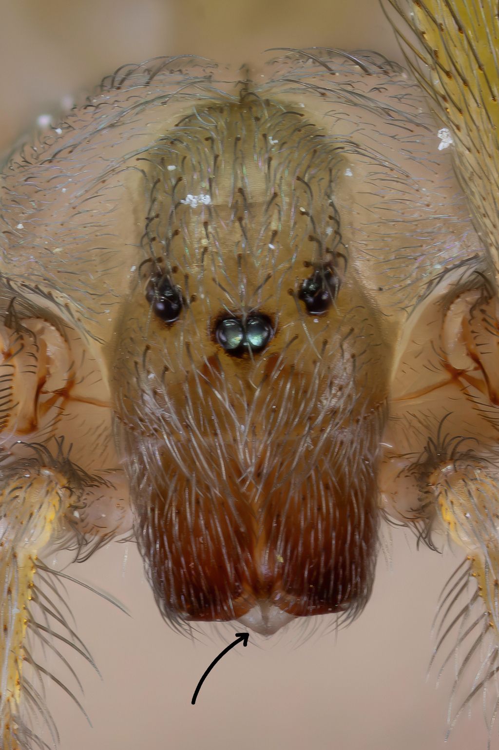 Sicariidae - Loxosceles rufescens